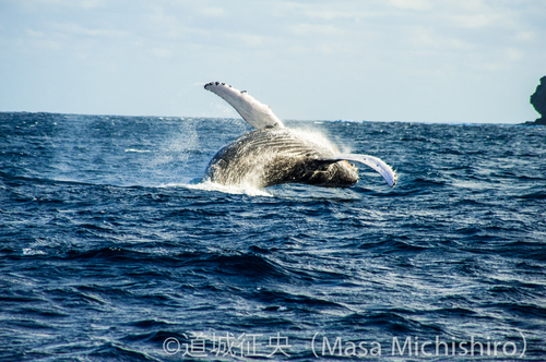 子供クジラのジャンプ