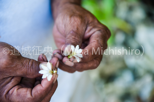 愛のチカラを感じる花