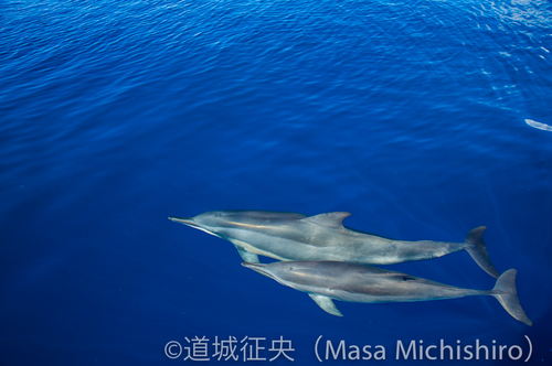 コスラエでもイルカ