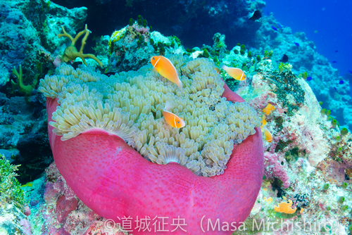 キミシマ環礁のクマノミ