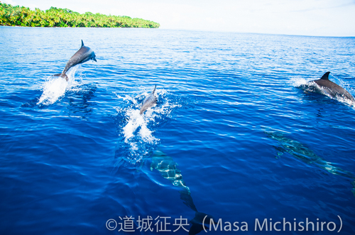モートロックでもイルカ