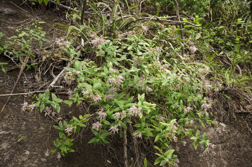 小笠原で見た桜でないサクラ