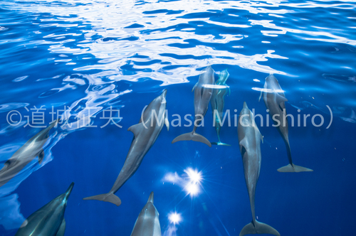 アンツ環礁のハシナガイルカ