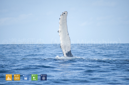 今年もザトウクジラの季節になりました