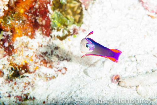 何度行って撮ってるコイツ