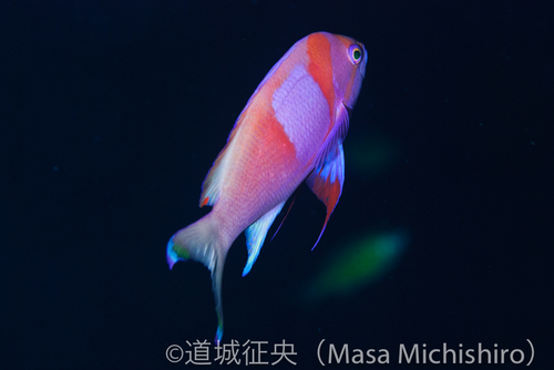 サロンパス貼って