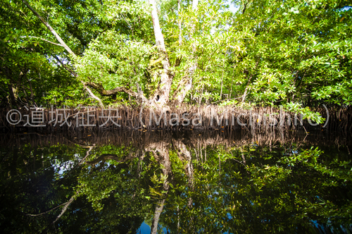 水面に映るマングローブ林