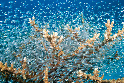 ミクロネシアの食物連鎖