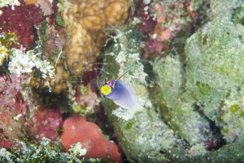 西表島のサンゴ