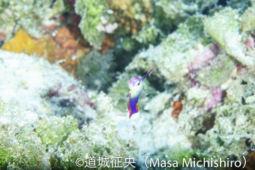 カラフルな体色