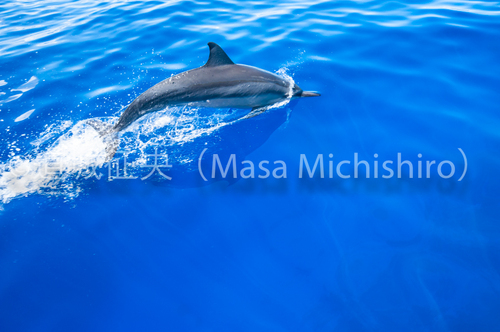 ポンペイのハシナガイルカの群れ