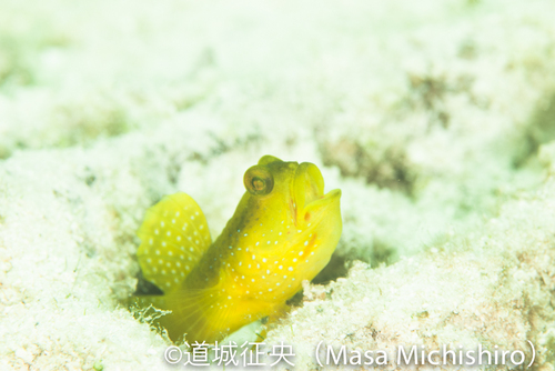 ヤップのギンガハゼ