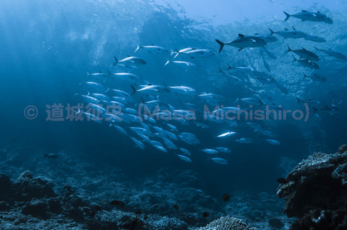 父島の閂ロックで見られる大物