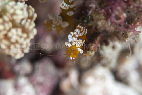 ジープ島の甲殻類