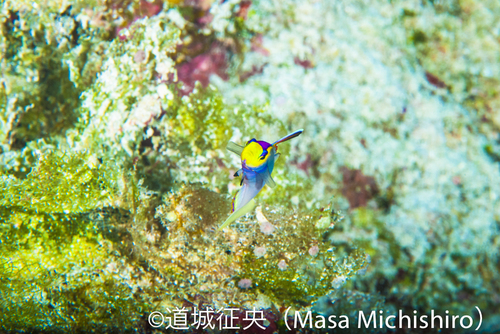 臆病は最大の防御策