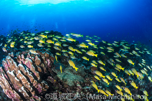 小笠原諸島、サンゴ礁域の魚