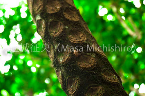 稀少な物のツーショット