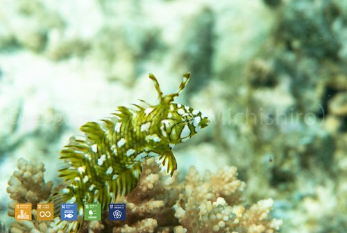 ジープ島の生き物