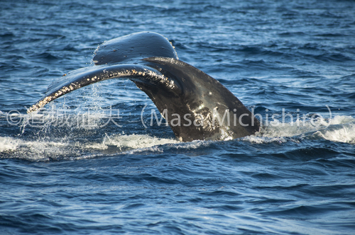 ザトウクジラの季節は冬の到来