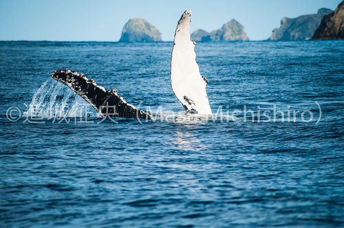 東京都もスゴい！冬の風物詩