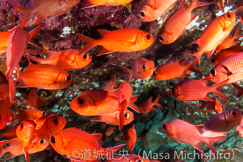 暗がりを好む魚
