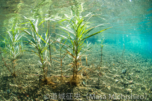 透明度の良い本栖湖