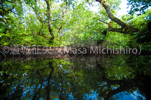 コスラエのマングローブ