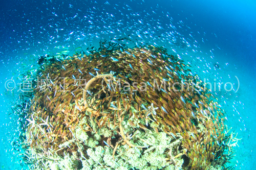 小さくても世界がある