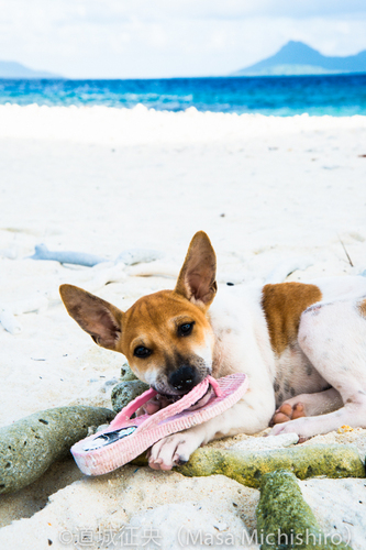 セキュリティ犬