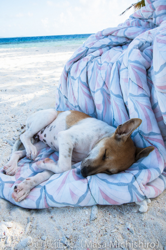 ジープ島の新人