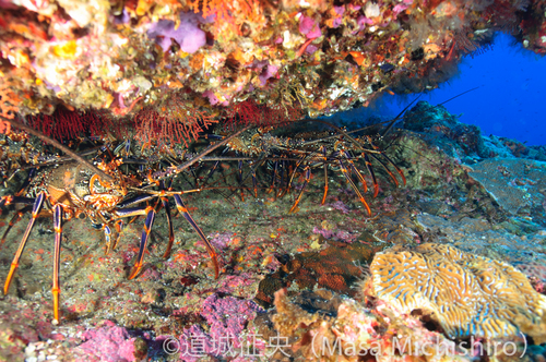 アカイセエビは異星人か？