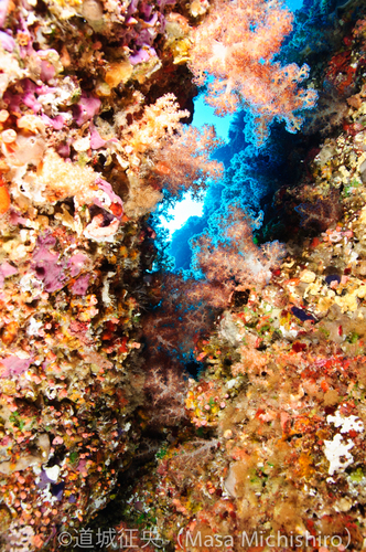 決して暗いばかりではない水中