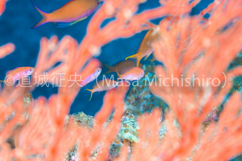 潮流に耐える魚たち