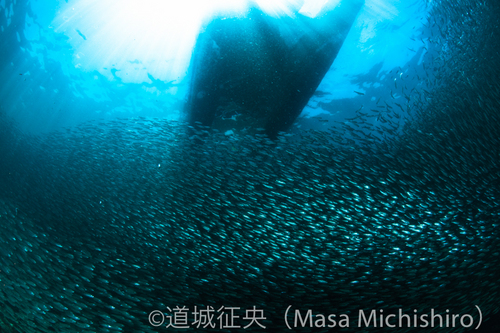 ダイブショップの目の前でこれだ！