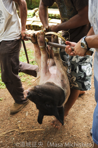 ブタが振る舞われます