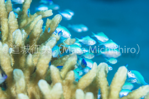 サンゴが住み家の小魚
