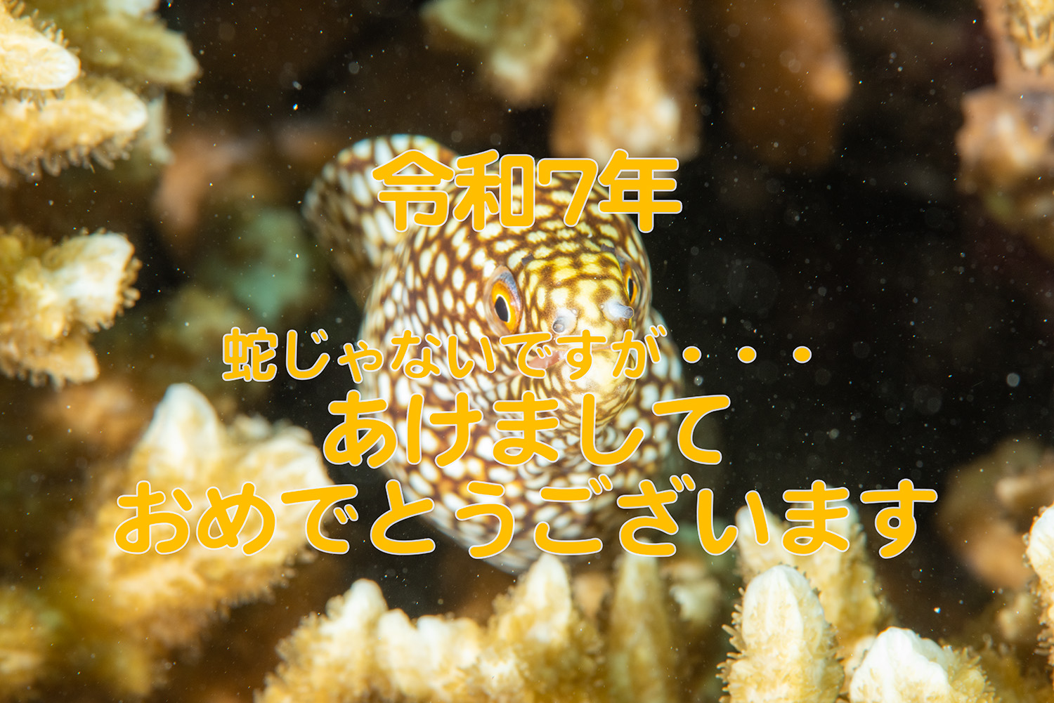 新年の挨拶【2025/1/1】