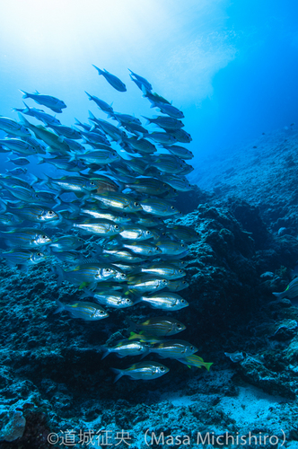 原生の地球かもしれないが東京都