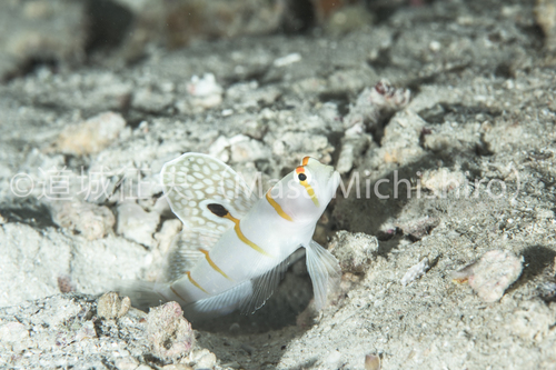 全開のニチリンダテハゼ