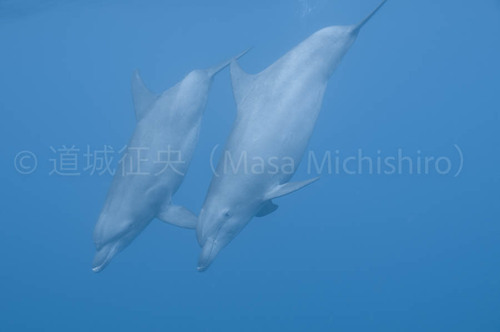 チューク諸島のハンドウイルカ