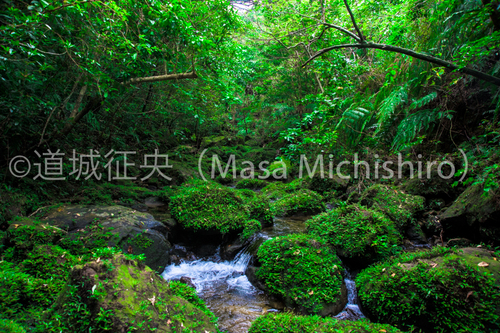 緑のある島、西表島
