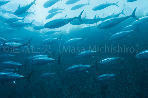 クロマグロの生け簀