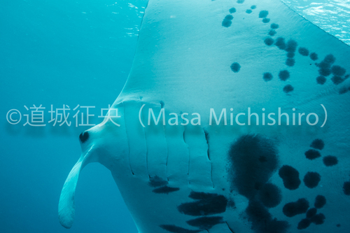 マンタ接近のポンペイ