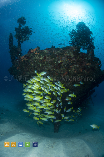 普通種の魚も撮り方次第