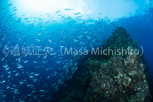 母島であっても「母」ではない