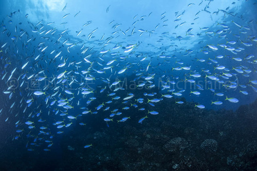 母なる地球の海