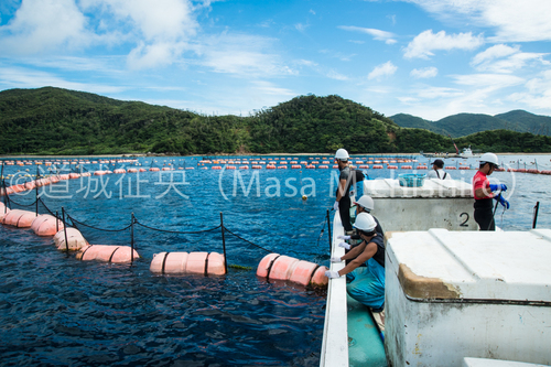 奄美大島でのクロマグロの畜養