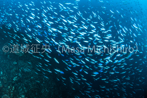 起伏に富む小笠原の海