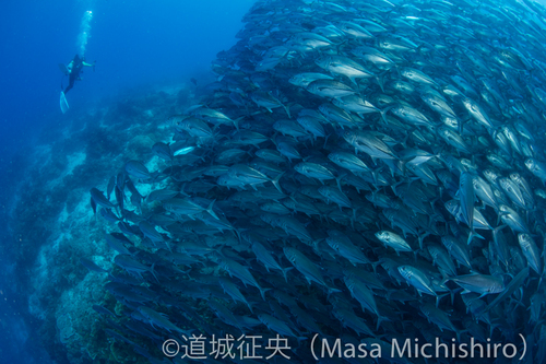 群れの構図は難しい？