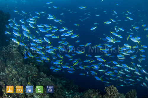 青い海に映える魚